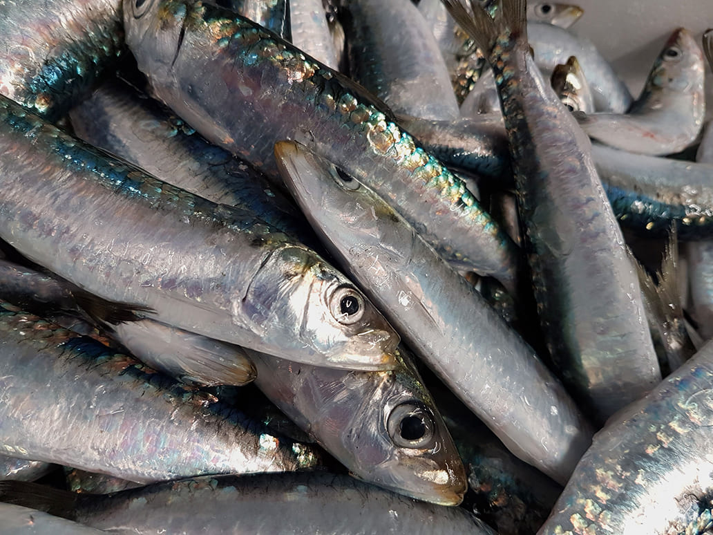 Sardine